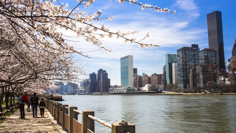 Trees blooming on the walkway next to the East River on Roosevelt Island with the skyline of midtown New York and some of the famous buildings visible beyond the trees.