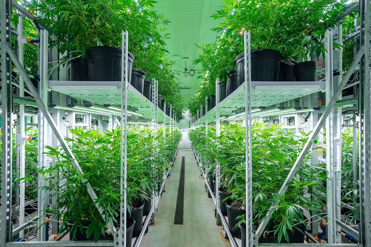 Racks of healthy green cannabis plants in black pots grow on metal shelving in a brightly lit indoor facility with a clean, organized layout and reflective surfaces.
