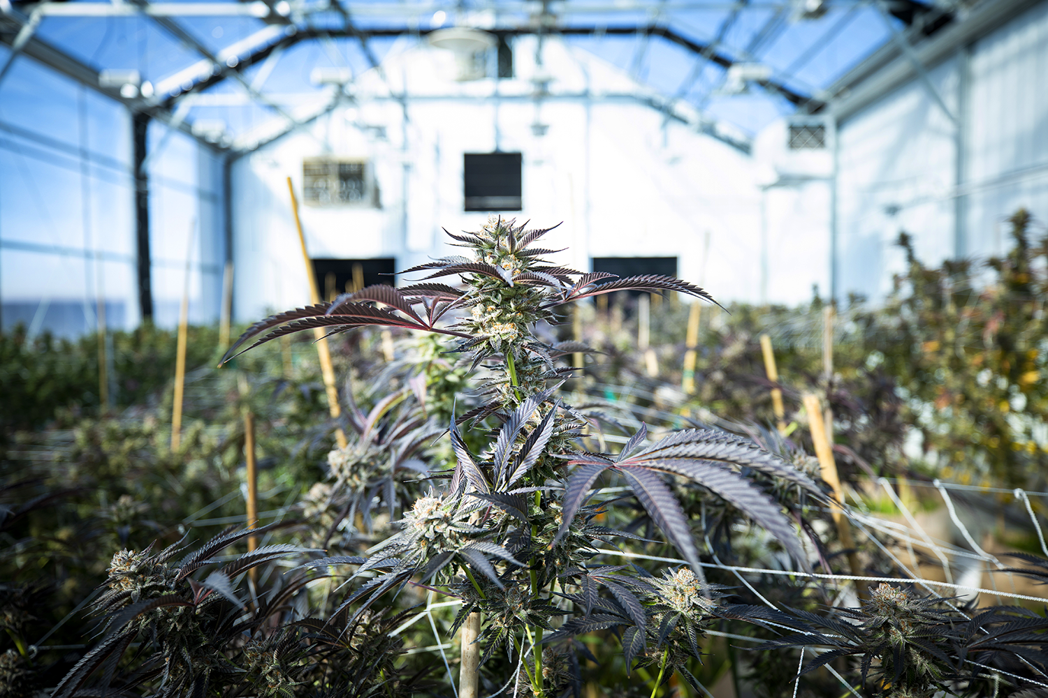 NYCEDC and SBS Announce Selection of Cannabis Focused Investment Firm  Tuatara Capital as Manager of Cannabis NYC Loan Fund, with $2M Initial  Funding | NYCEDC