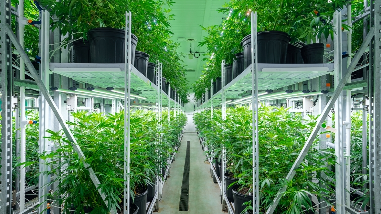 Racks of cannabis plants in a grow room.