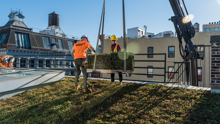 Workers installing green roofing in Brooklyn