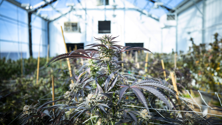 Marijuana plants growing in an indoor green house.