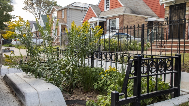 A small garden with tall yellow flowers and green plants is bordered by a black metal fence along the sidewalk in front of brick houses in a residential neighborhood. A small garden with tall yellow flowers and green plants is bordered by a black metal fence along the sidewalk in front of brick houses in a residential neighborhood.