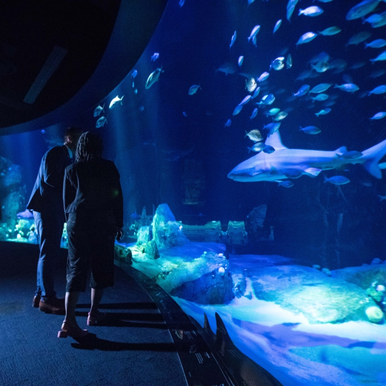 Tanked Tracy Morgan's Giant Shark Tank Revealed Tanked Fish Tanks Tracy Morgan