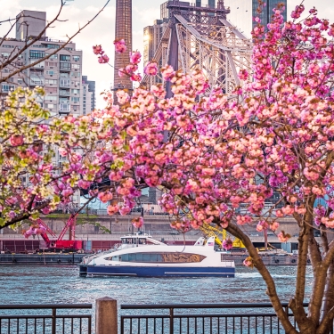 A white NYC Ferry boat sails on the East River, framed by vibrant pink cherry blossoms in the foreground. In the background, urban buildings and the Queensboro Bridge create a bustling cityscape under a partly cloudy sky. A white NYC Ferry boat sails on the East River, framed by vibrant pink cherry blossoms in the foreground. In the background, urban buildings and the Queensboro Bridge create a bustling cityscape under a partly cloudy sky.
