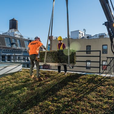 Workers installing green roofing in Brooklyn