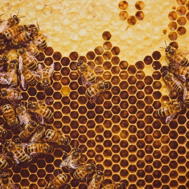 Close-up of a honeycomb with numerous bees clustering on the golden hexagonal cells, some cells filled with honey and others empty, illustrating active bees at work inside a beehive.
