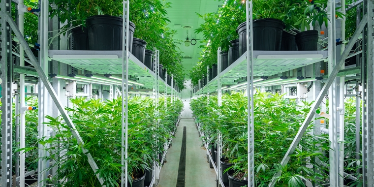 Racks of cannabis plants in a grow room.