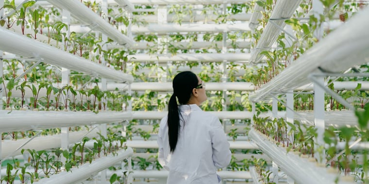 A person in a white lab coat examines rows of plants growing vertically in a hydroponic farm. The setup is indoors with numerous green plants thriving in white vertical tubes.