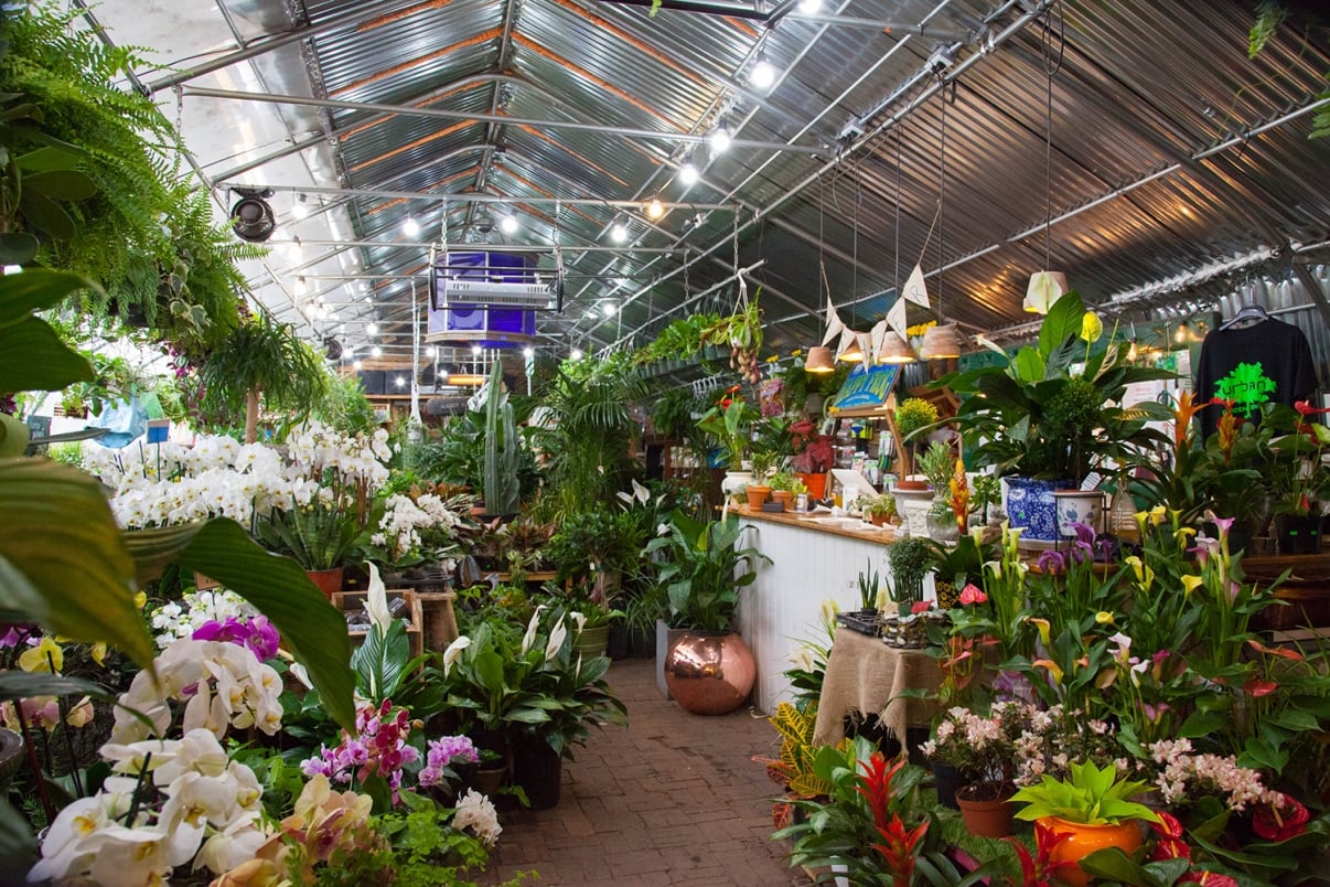 Vibrant greenhouse interior of Urban Garden Center at La Marqueta filled with a variety of lush plants and colorful flowers. The space features a high glass ceiling, with hanging ferns and a brick walkway. A white counter with decorations is visible at the back, surrounded by greenery. Vibrant greenhouse interior of Urban Garden Center at La Marqueta filled with a variety of lush plants and colorful flowers. The space features a high glass ceiling, with hanging ferns and a brick walkway. A white counter with decorations is visible at the back, surrounded by greenery.