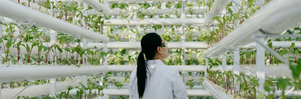 A person in a white lab coat examines rows of plants growing vertically in a hydroponic farm. The setup is indoors with numerous green plants thriving in white vertical tubes.
